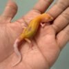 raptor leopard gecko baby