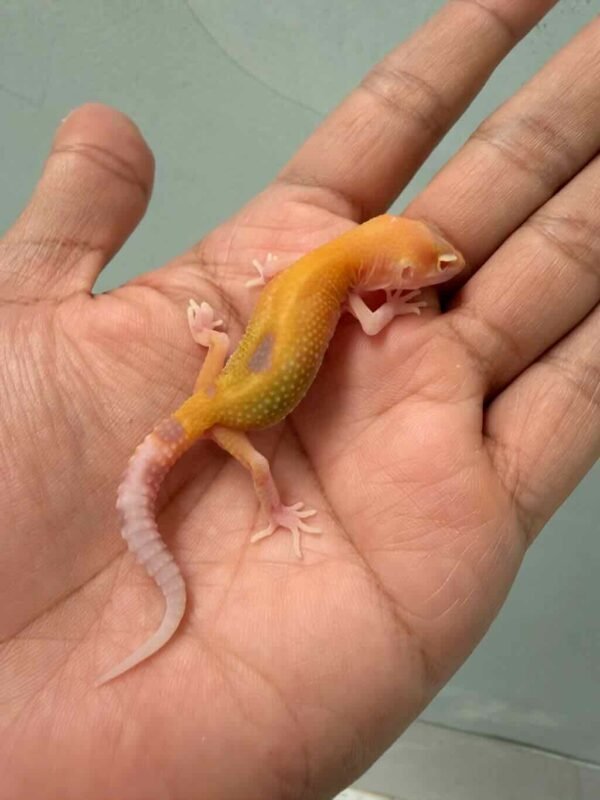 raptor leopard gecko baby