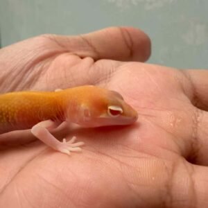 mata gecko raptor