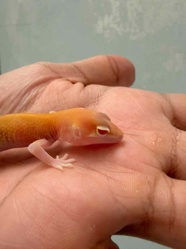 mata gecko raptor