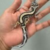bold stripe poss snow leopard gecko