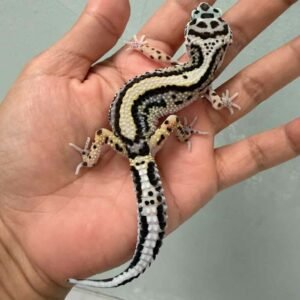 bold stripe poss snow leopard gecko
