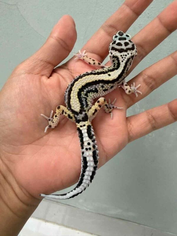 bold stripe poss snow leopard gecko