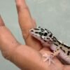 Bold Stripe poss Snow ph Tremper - Betina - B261548