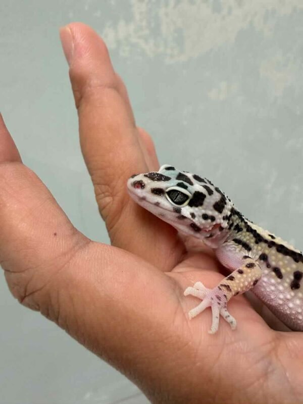 Bold Stripe poss Snow ph Tremper - Betina - B261548