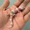 mack snow tremper albino poss white & yellow baby