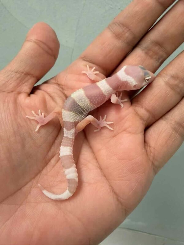 mack snow tremper albino poss white & yellow baby