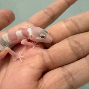Mack Snow Tremper Albino poss White & Yellow - incub Betina - R260823