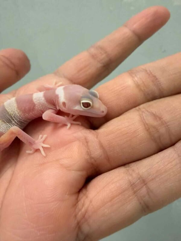 Mack Snow Tremper Albino poss White & Yellow - incub Betina - R260823