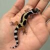 bold jungle bandit line gecko baby