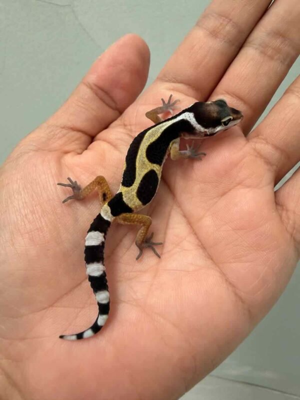 bold jungle bandit line gecko baby