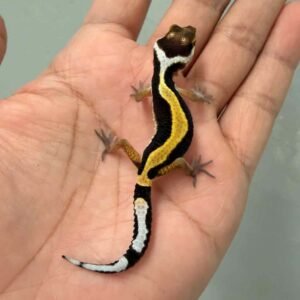 tangerine stripe leopard gecko baby