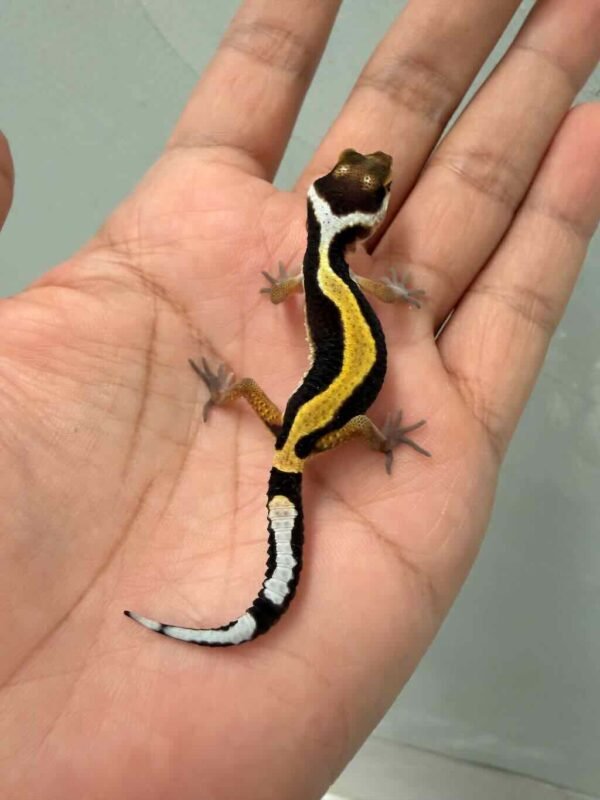 tangerine stripe leopard gecko baby