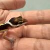 Tangerine Stripe ph Tremper - incub Betina - R260885