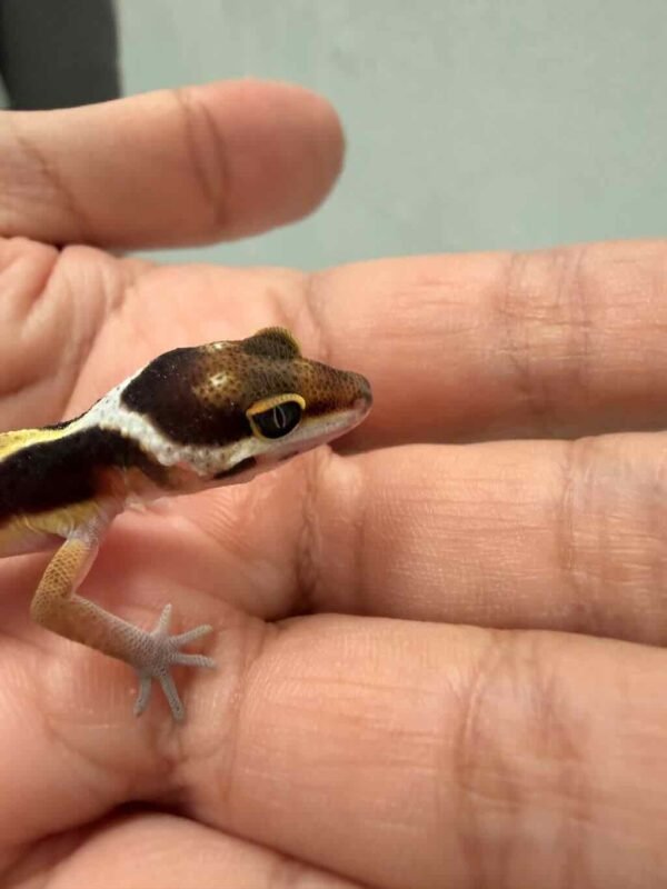 Tangerine Stripe ph Tremper - incub Betina - R260885