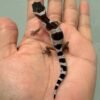 mack snow black night cross leopard gecko baby