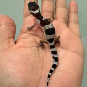 mack snow black night cross leopard gecko baby