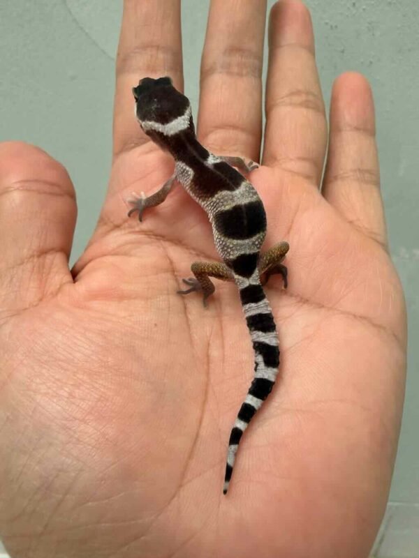 mack snow black night cross leopard gecko baby