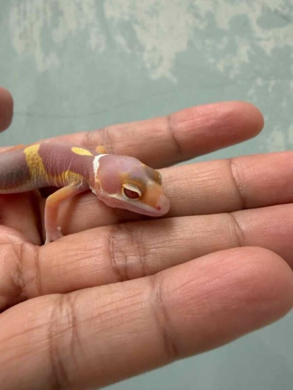 Tremper Lavender Black Night Cross - incub Jantan - R260930