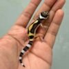 bold stripe leopard gecko baby