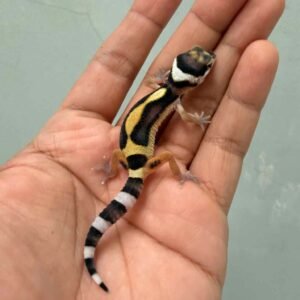 IMG_9267 bold stripe leopard gecko baby