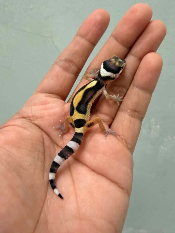 bold stripe leopard gecko baby