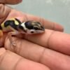 Bold Stripe het Tremper - incub Betina - R260774 - NICE PATTERN