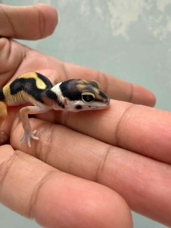 Bold Stripe het Tremper - incub Betina - R260774 - NICE PATTERN
