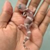 snow chocolate leopard gecko baby