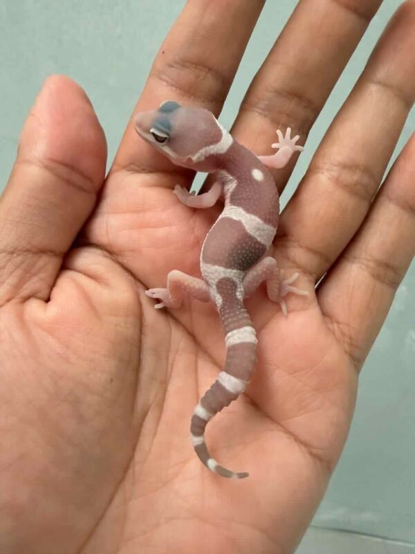 snow chocolate leopard gecko baby