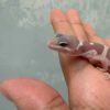 Snow Chocolate het Eclipse - incub Jantan - R260849