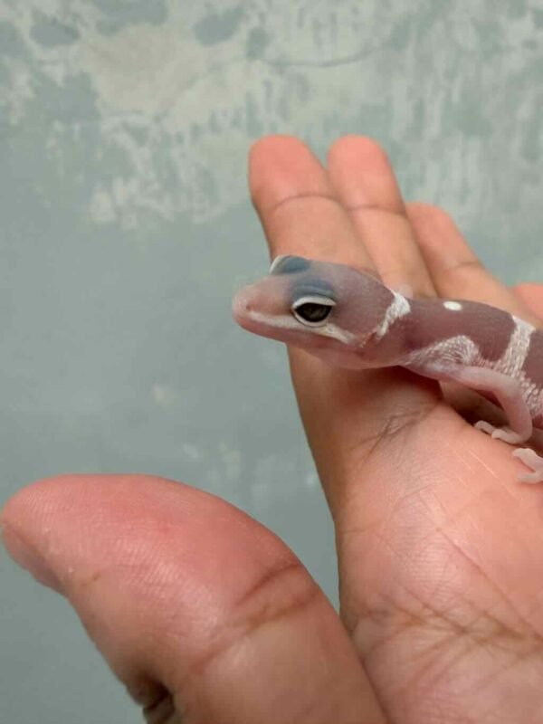 Snow Chocolate het Eclipse - incub Jantan - R260849
