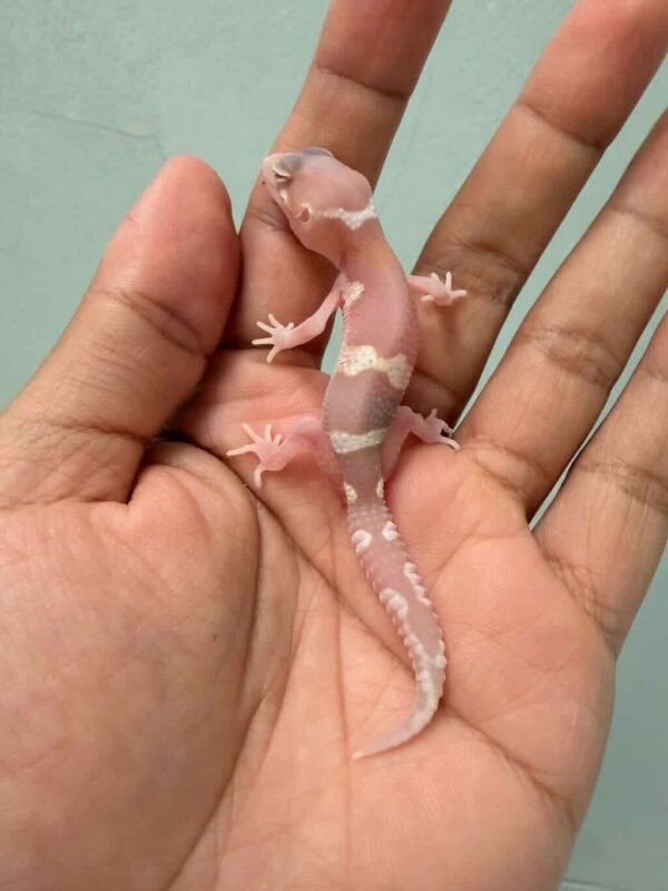 black night mack snow raptor baby