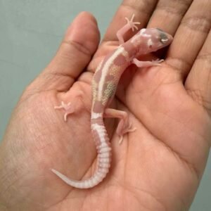 IMG_9275 phantom stripe het ember leopard gecko baby