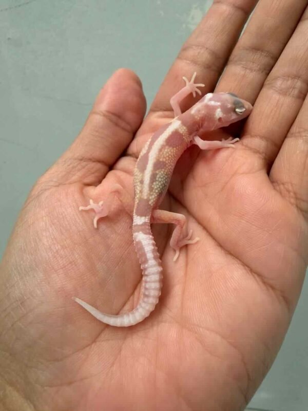 phantom stripe het ember leopard gecko baby