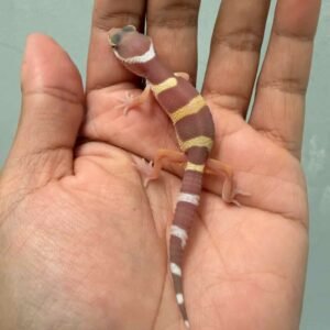 IMG_9286 tangerine chocolate incub male leopard gecko baby