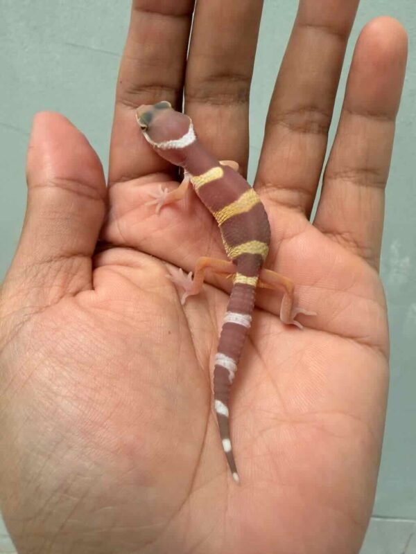 tangerine chocolate incub male leopard gecko baby