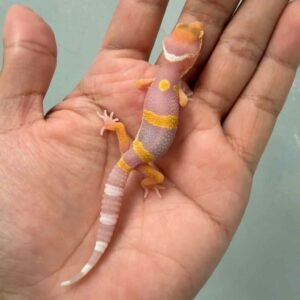 fire tremper repjak line jantan baby gecko