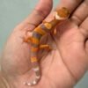 IMG_9295 shtctb leopard gecko baby