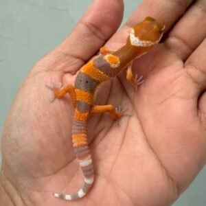 IMG_9295 shtctb leopard gecko baby
