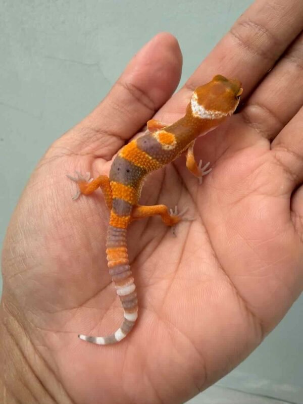 IMG_9295 shtctb leopard gecko baby