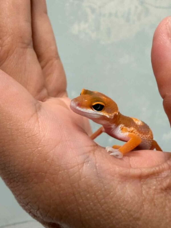 IMG_9296 SHTCTB ph Tremper - incub Jantan - R260680