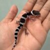 mack snow black night leopard gecko incub betina baby