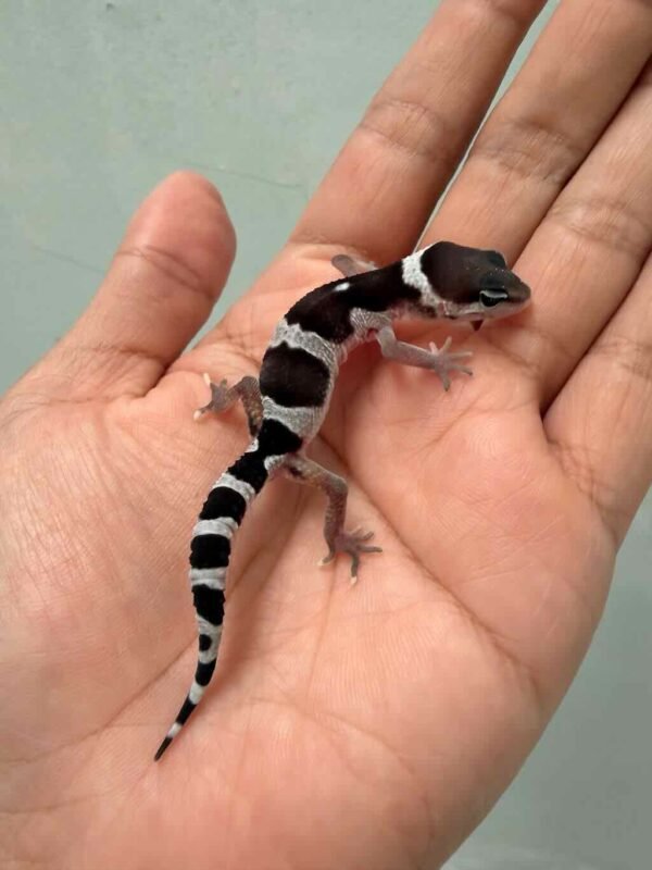 mack snow black night leopard gecko incub betina baby