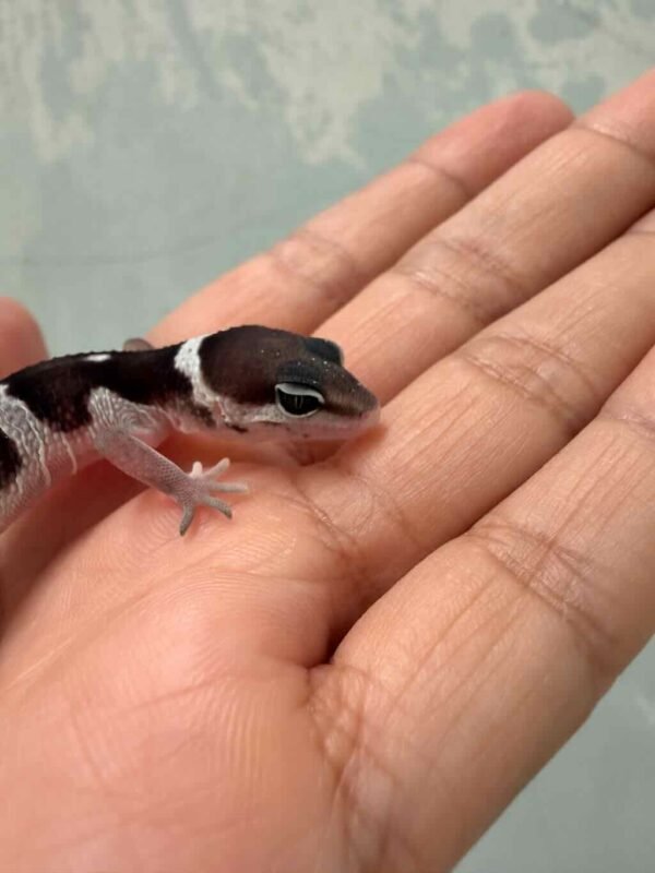 Mack Snow Black Night het RAPTOR - incub Betina - R260973