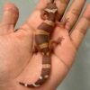 tangerine dark chocolate betina gecko