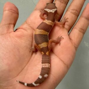 tangerine dark chocolate betina gecko