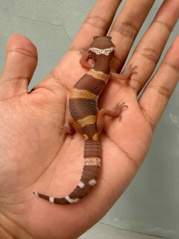 tangerine dark chocolate betina gecko
