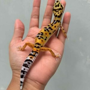 tangerine het tremper gecko betina murah