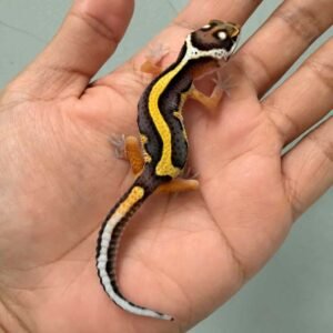 tangerine bold stripe het bell gecko baby bahan kontes open juvenile stripe
